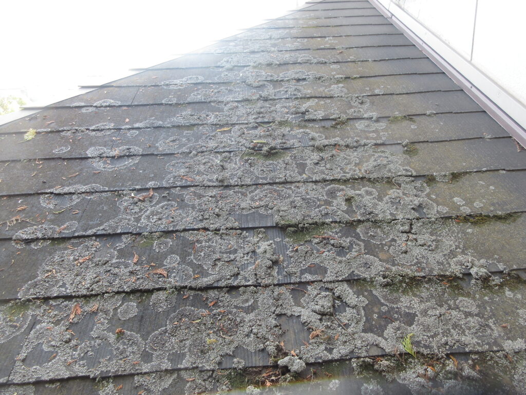 白岡市　外壁塗装　屋根　塗膜の劣化　変色　カビの発生　現調時