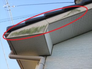 鴻巣市にて屋根外壁診断、破風板に苔の発生
