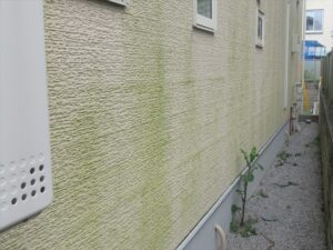さいたま市大宮区にて外壁診断、苔や藻の発生